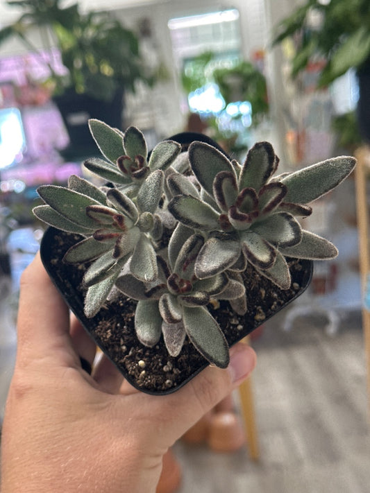 Kalanchoe tomentosa 'Nigra' (#595060122426)