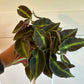 Begonia Cv. 'listada' (#746721792)