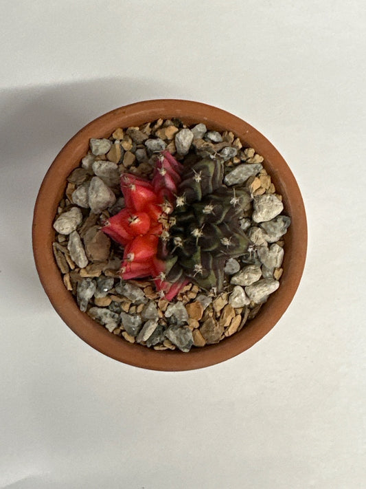 Gymnocalycium mihanovichii 'Hybrid' (#984151684619)