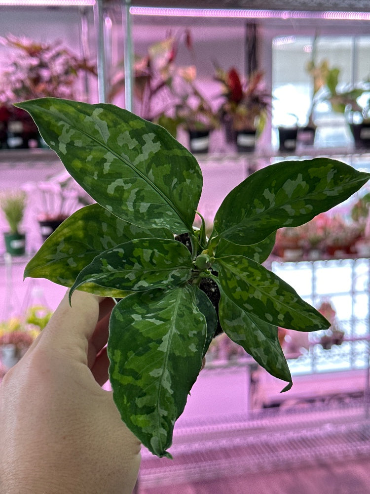 Aglaonema sp. 'Pictum Tri-Color' (#354994113635)