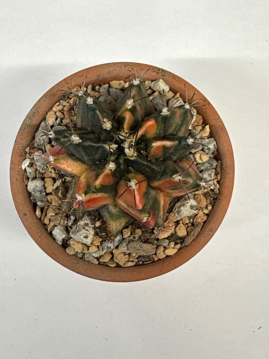 Gymnocalycium mihanovichii 'Hybrid' (#833095183007)