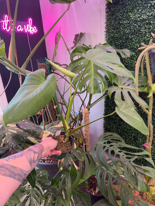 Monstera deliciosa (#524293510861)
