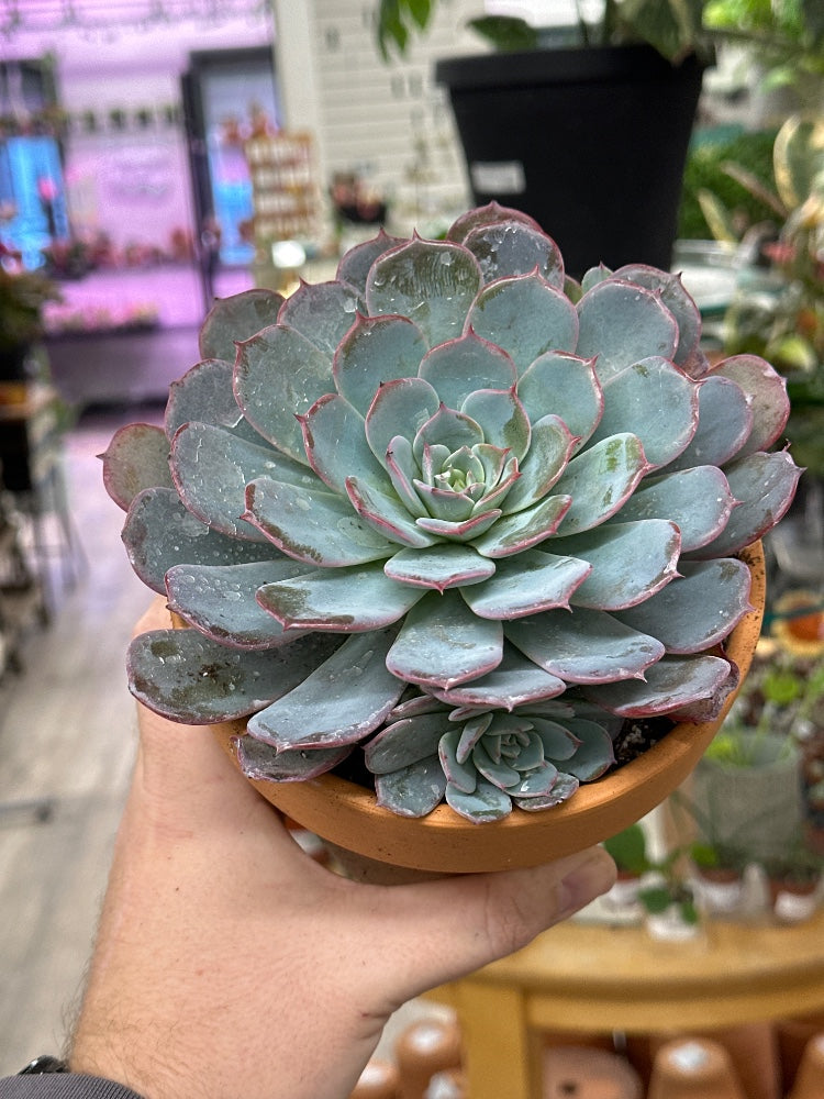 Echeveria laulensis (#444395304859)