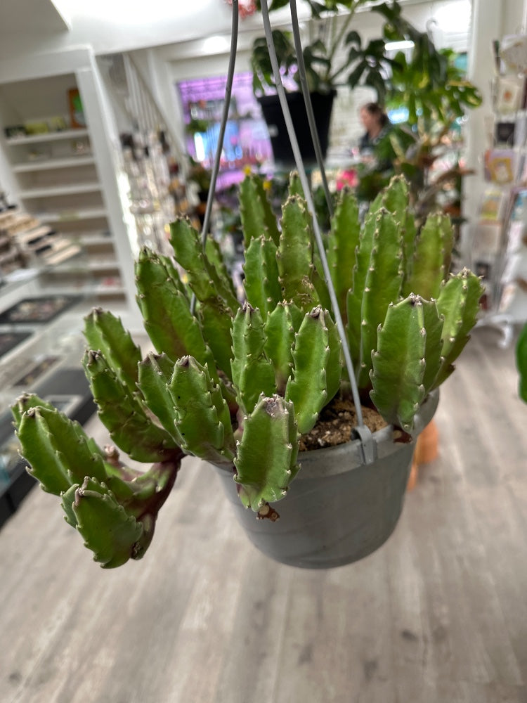 Stapelia giganteum (#136141785613)