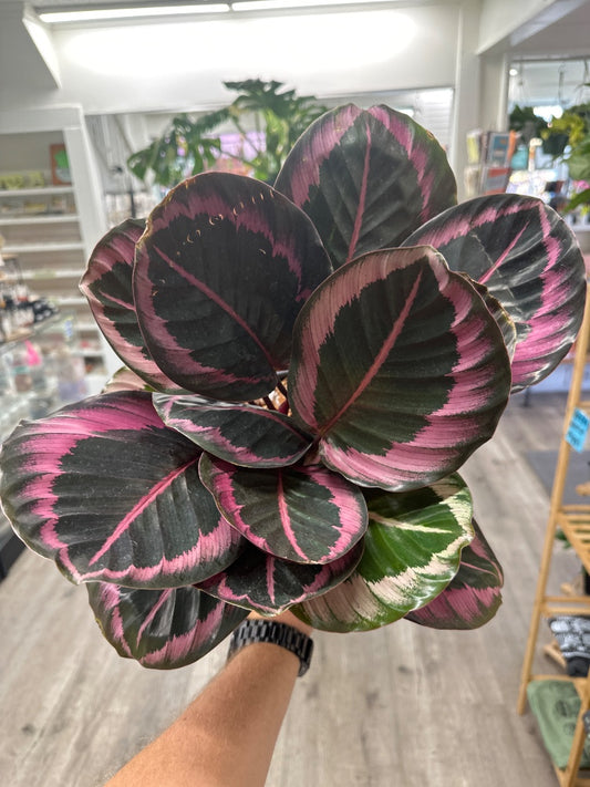 Calathea roseopicta 'Dottie Rose Painted' (#853900887960)