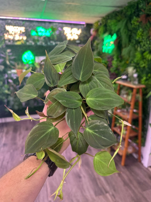 Philodendron hederaceum 'Micans' (#768130504616)