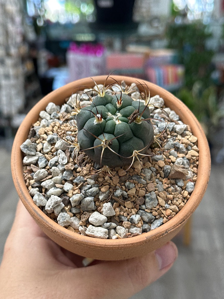 Gymnocalycium pflanzii (#204148321556)