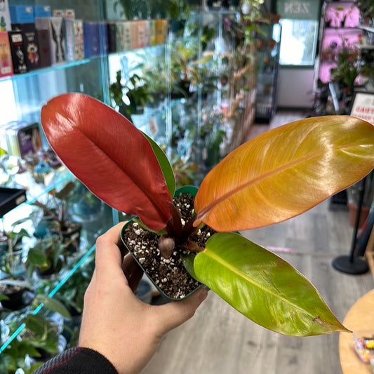 Philodendron Prince of Orange (4") [ID #80188962500]
