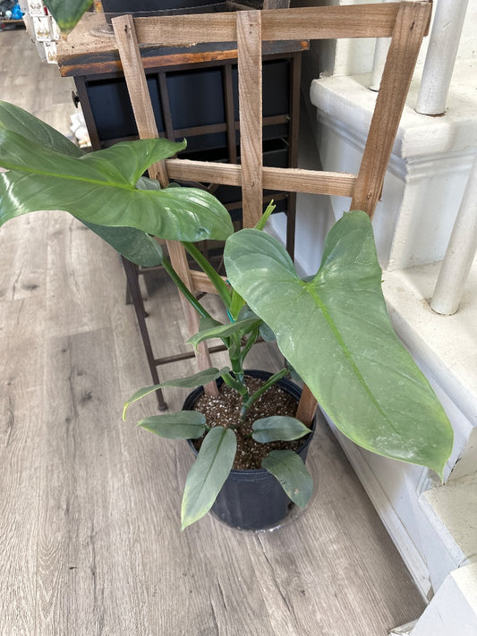 Philodendron spp. 'Silver Sword' (#865683883489)