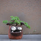Duke Boxer Dog Blobhouse Planter
