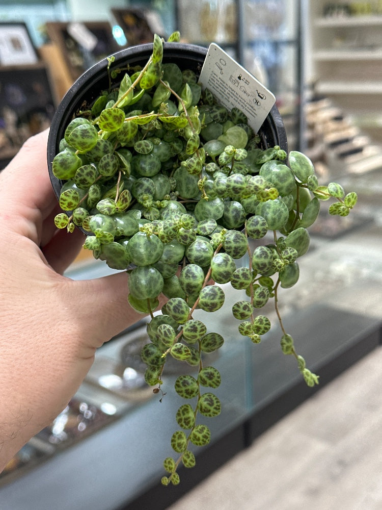 Peperomia prostrata 'String of Turtles' (#468582837426)