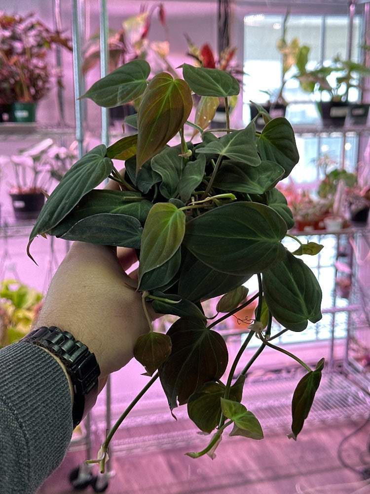 Philodendron hederaceum ‘Micans' (#386819428612)