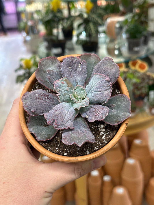 Echeveria cv. 'Nicholas' (#473971718821)