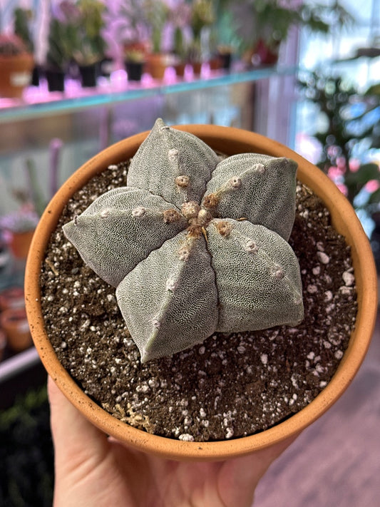 Astrophytum myriostigma 'White' (#396545729635)