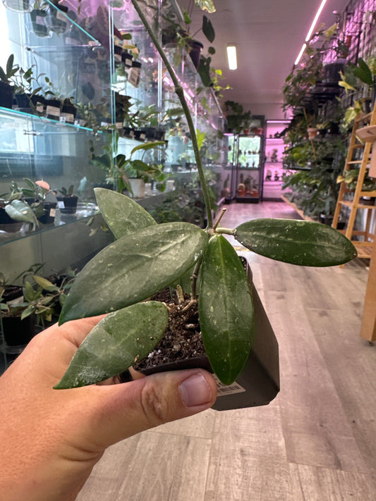 Hoya Pallida bogor (#526387422)