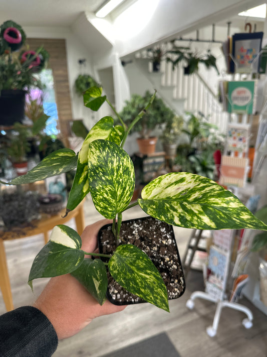 Epipremnum Cv. 'Yellow Sunrise' (#815390564)