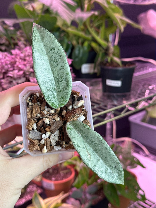 Hoya carnosa 'Nova Ghost' (#300908192837)