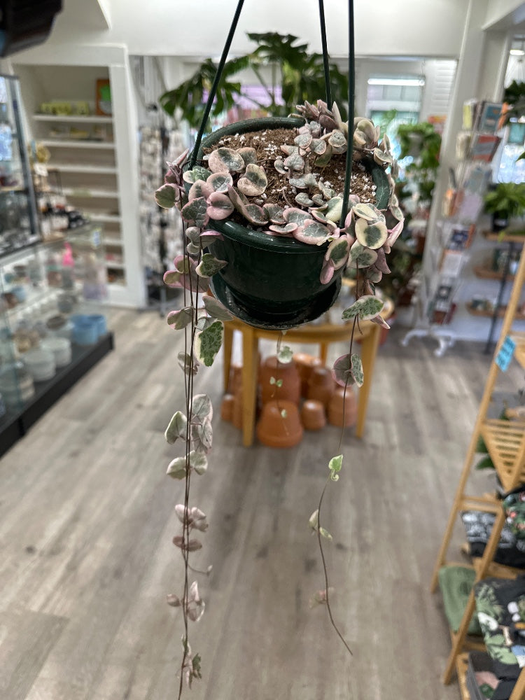 Ceropegia woodii 'Variegated String of Hearts' (#358666307915)