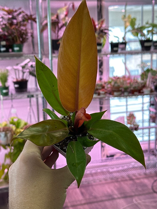 Philodendron erubescens 'Prince of Orange' (#391098424995)