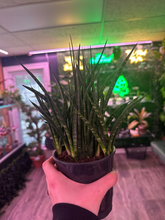 Sansevieria fernwood (#658800520249)