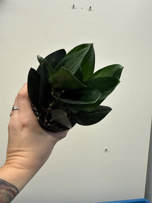 Scindapsus trebuii 'Dark Form' (#472887303860)