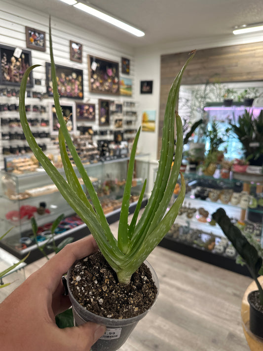 Aloe Vera (#064705020)
