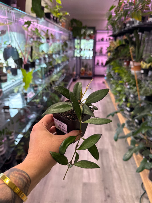 Hoya Wayetti (#565265351)