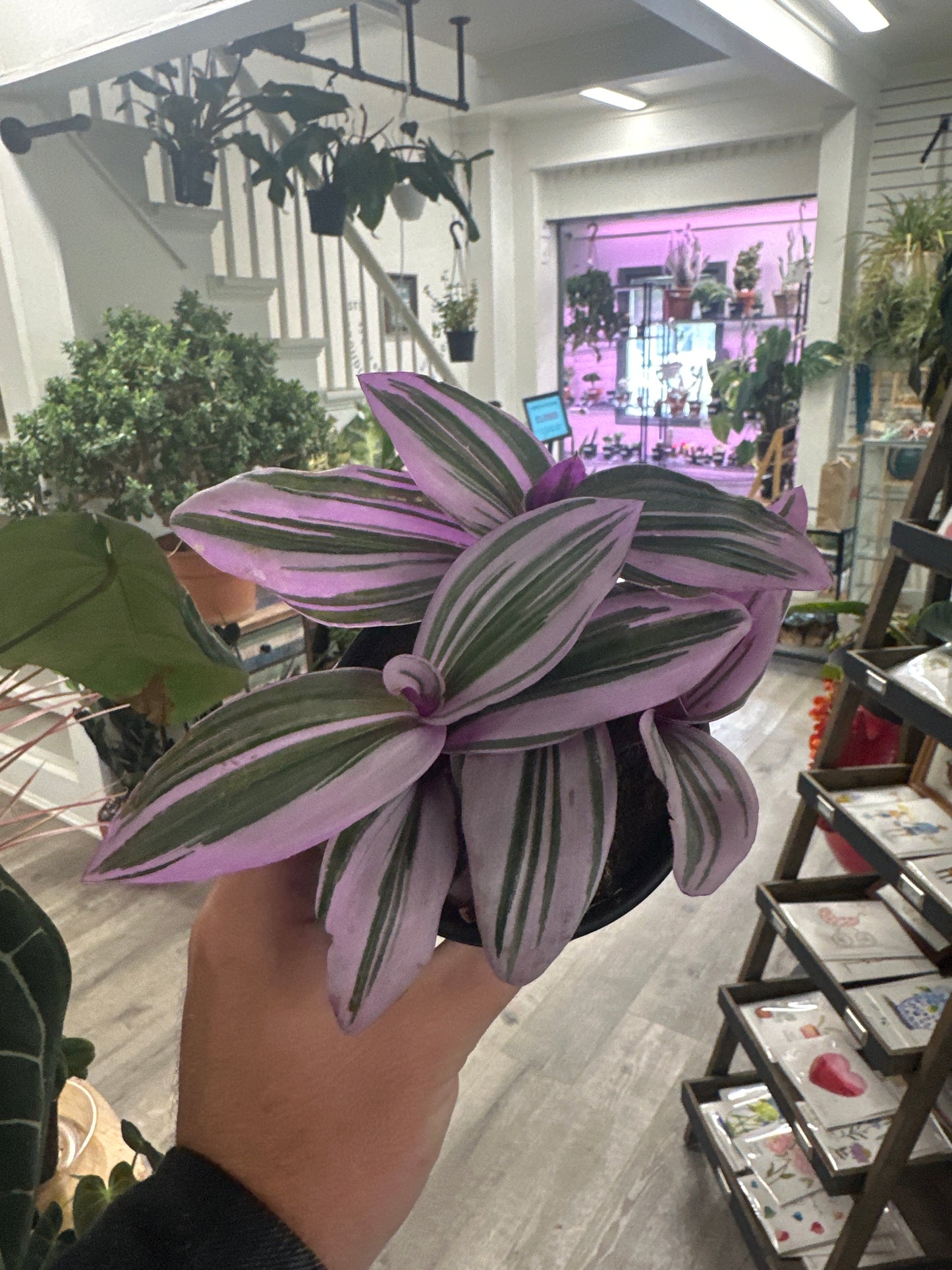 Tradescantia Albiflora 'Nanouk' (#084642314)