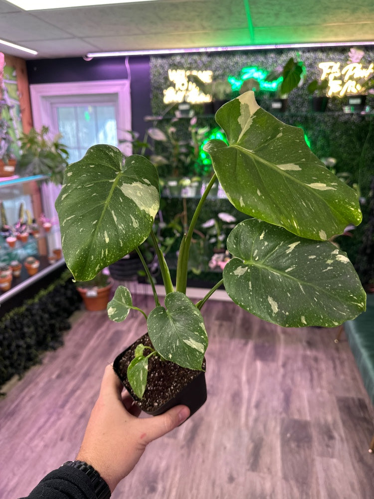 Monstera deliciosa 'Thai Constellation' (#101875275700)