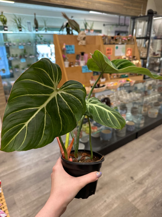 Philodendron spp. 'Gloriosum' (#411787951051)