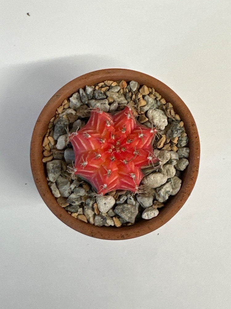 Gymnocalycium mihanovichii 'Hybrid' (#042579708225)