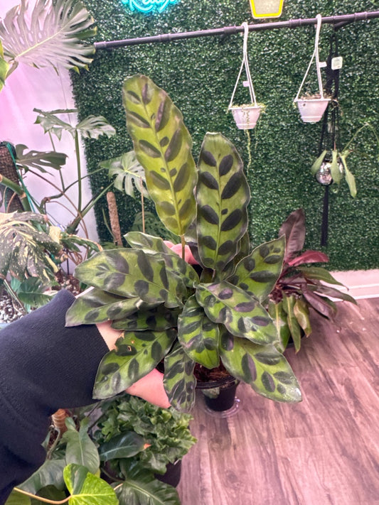 Calathea lancifolia 'Rattlesnake' (#902421256569)