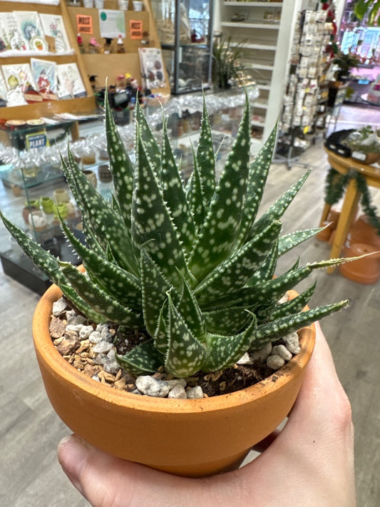 Gasteria zimflora (#123582154027)