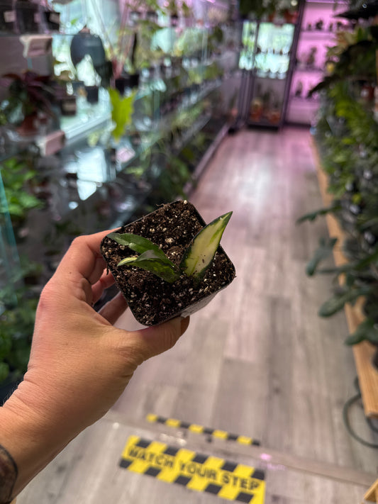 Hoya Wayetti 'Variegated' (#709784067)