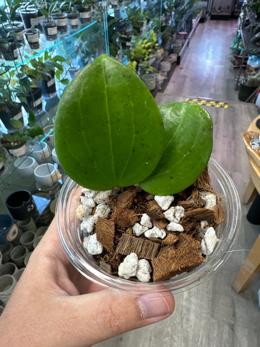 Hoya Genevieve (3") [ID #75091798]