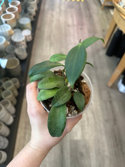 Hoya merrillii (3") [ID #36234492]