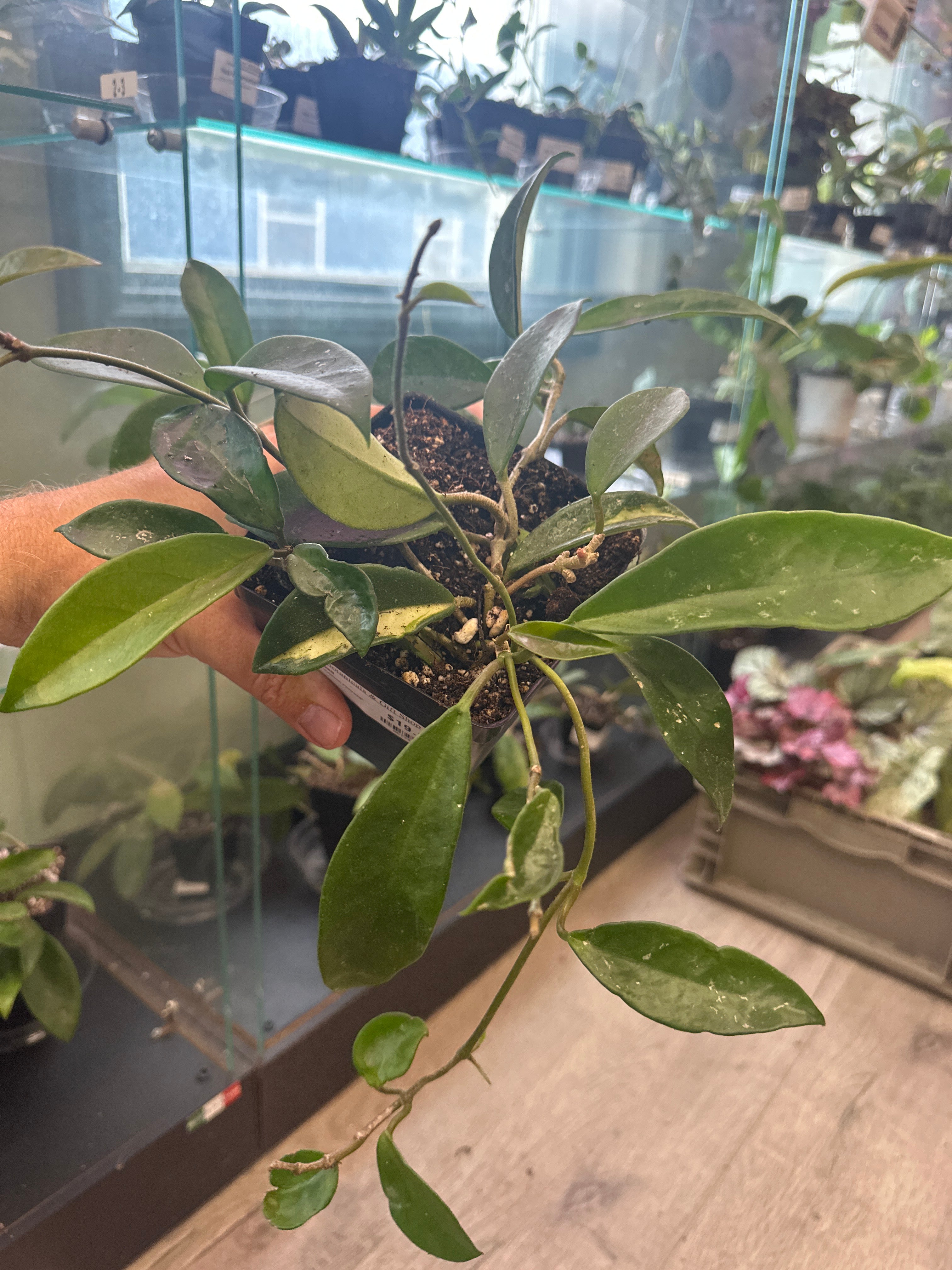 Hoya – Zen Botanicals & Gift Shop