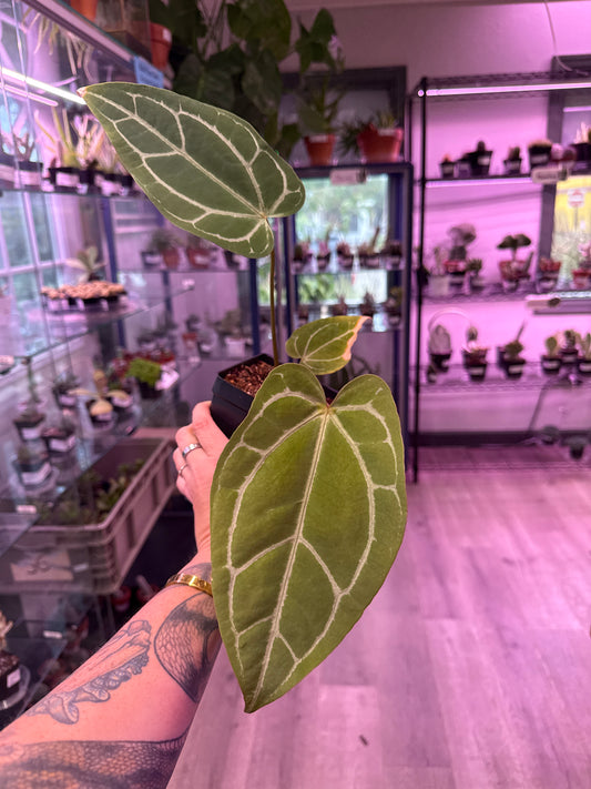Anthurium noID (#916004580)