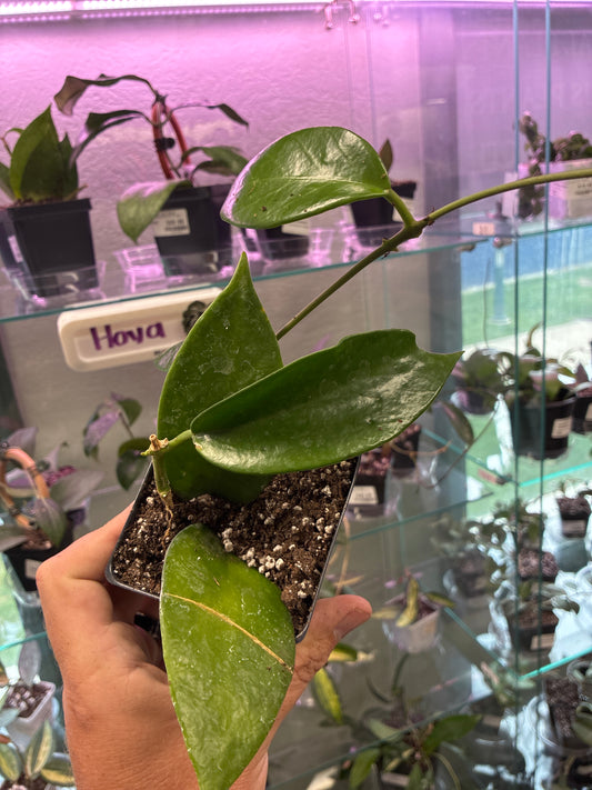 Hoya Benitotanii (#926843006)