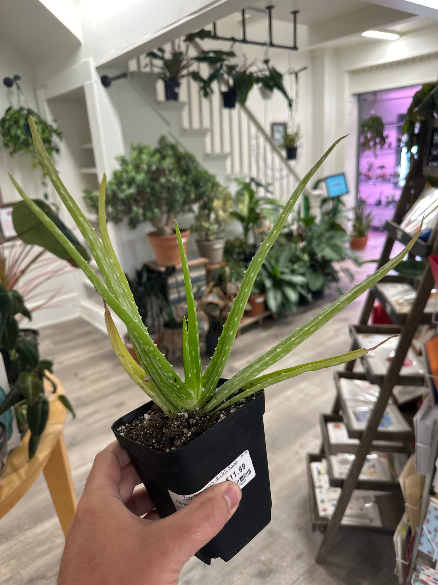 Aloe Vera (#160370639)