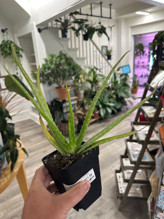 Aloe Vera (#160370639)