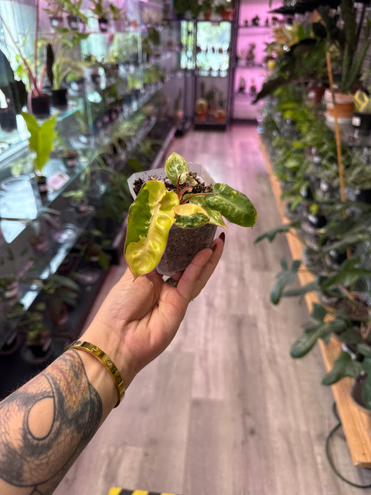 Philodendron Billietiae 'Variegated' (#276119899)
