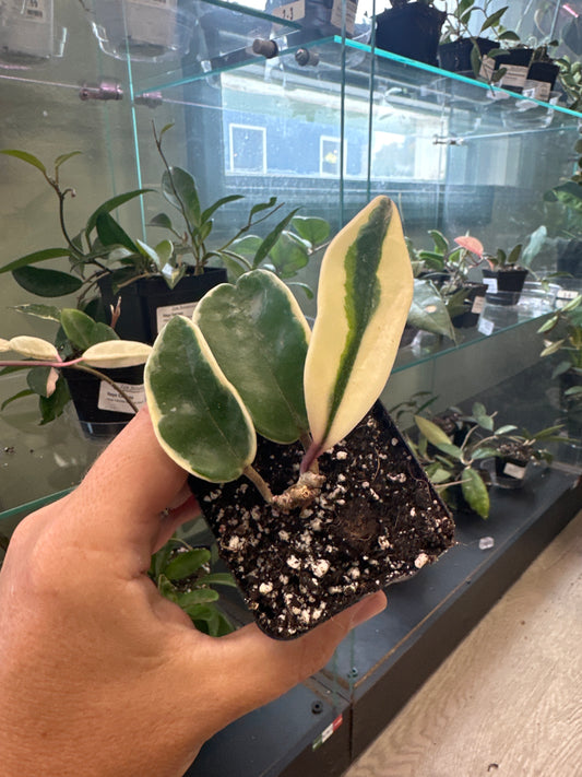 Hoya Carnosa 'Krimson Queen' (#804443814)