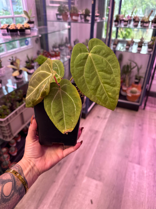 Anthurium noID (#595143461)