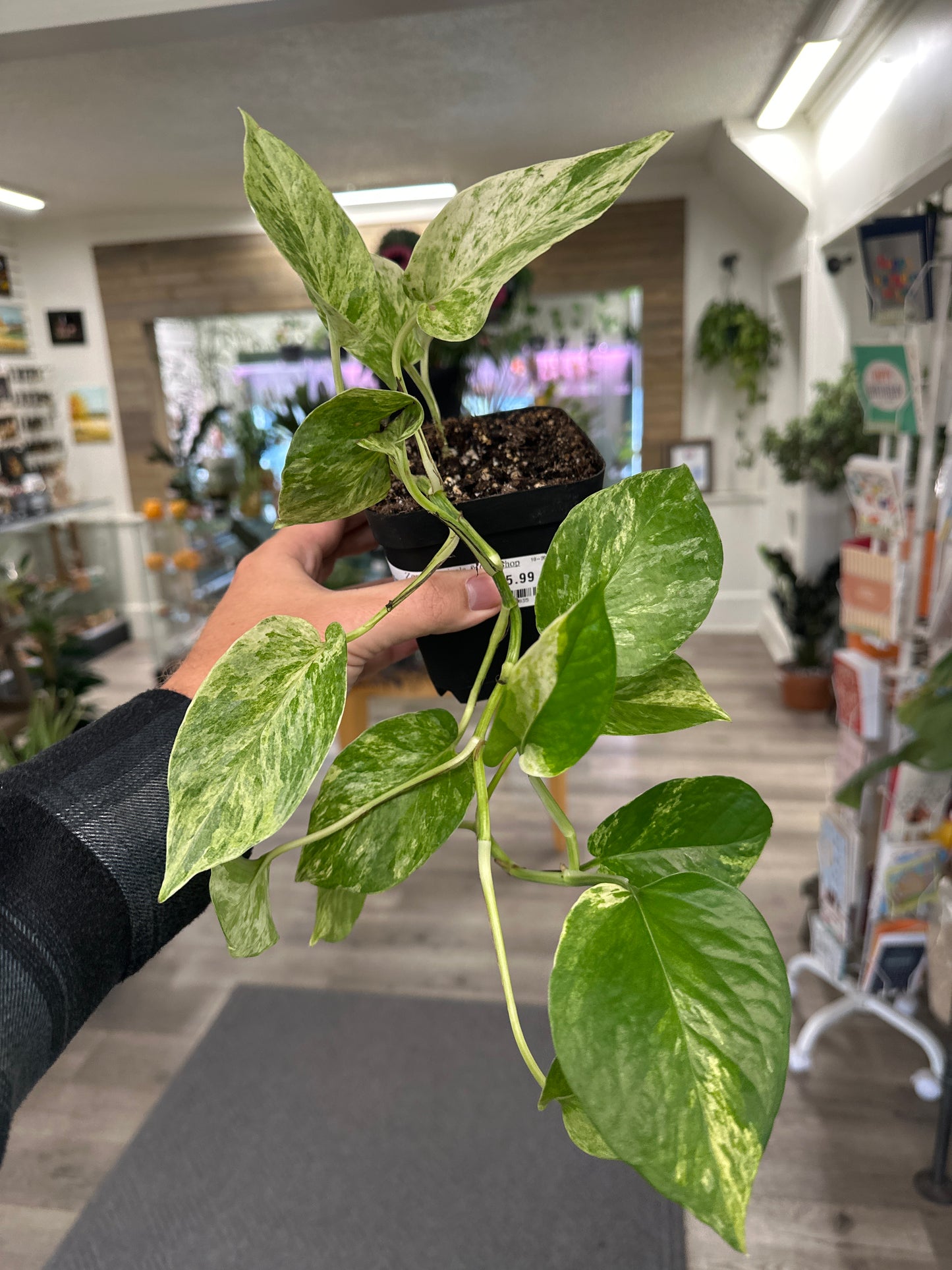 Epipremnum Aureum 'Marble Queen' (#535296835)