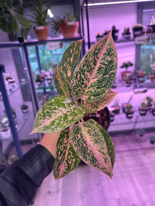Aglaonema cv. 'Orange Stardust' (#142630952)