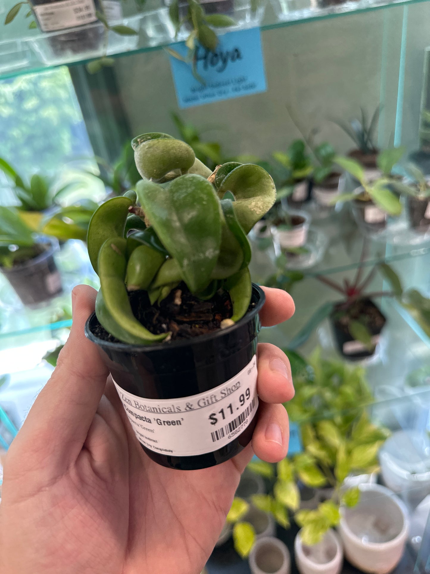 Hoya Compacta 'Green' [ID #6582778]