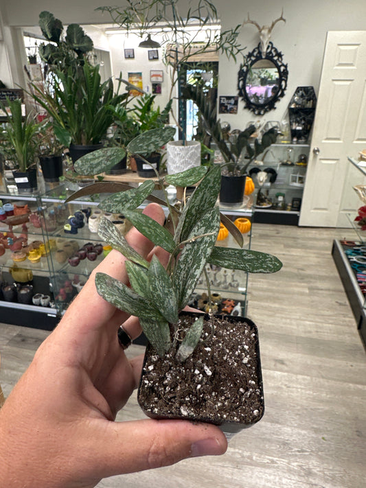 Hoya Sigillatis (#964817537)