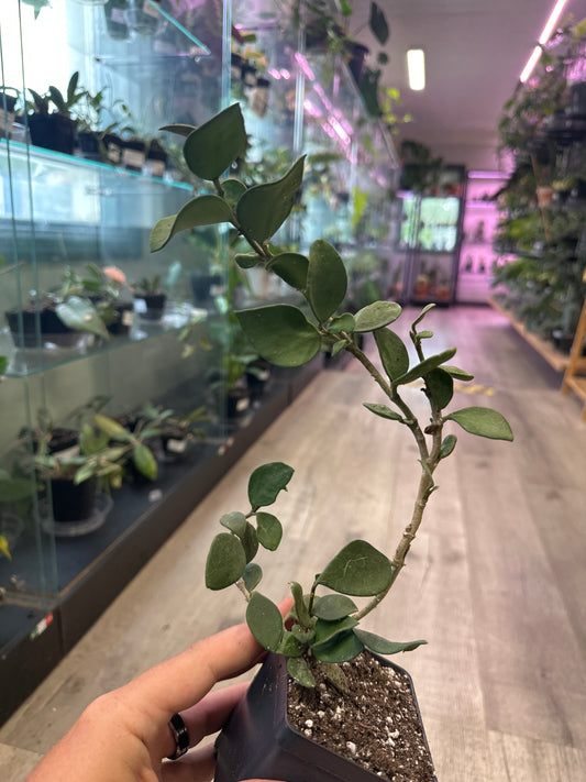 Hoya Nummurlariodes (#004935899)