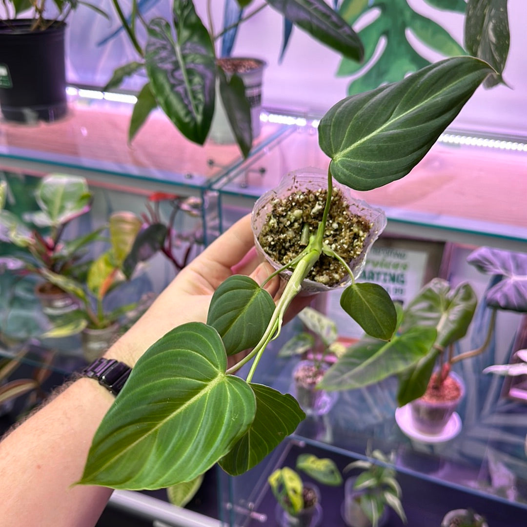 Philodendron Glorious (melanochrysum x gloriosum) [ID #25429869608]